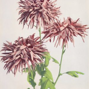 Three Pink Chrysanthemums