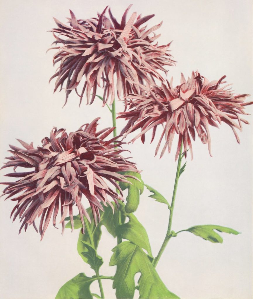 Three Pink Chrysanthemums