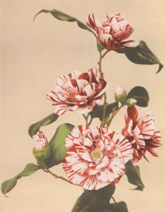 Striped Camellias