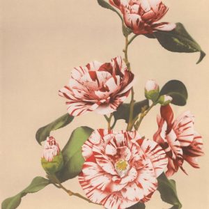 Striped Camellias