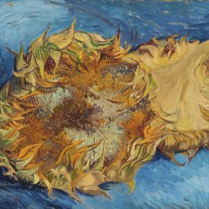 Two Cut Sunflowers