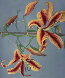 Tiger Lilies