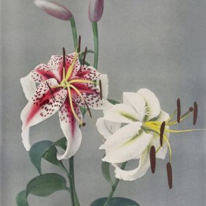Lilies
