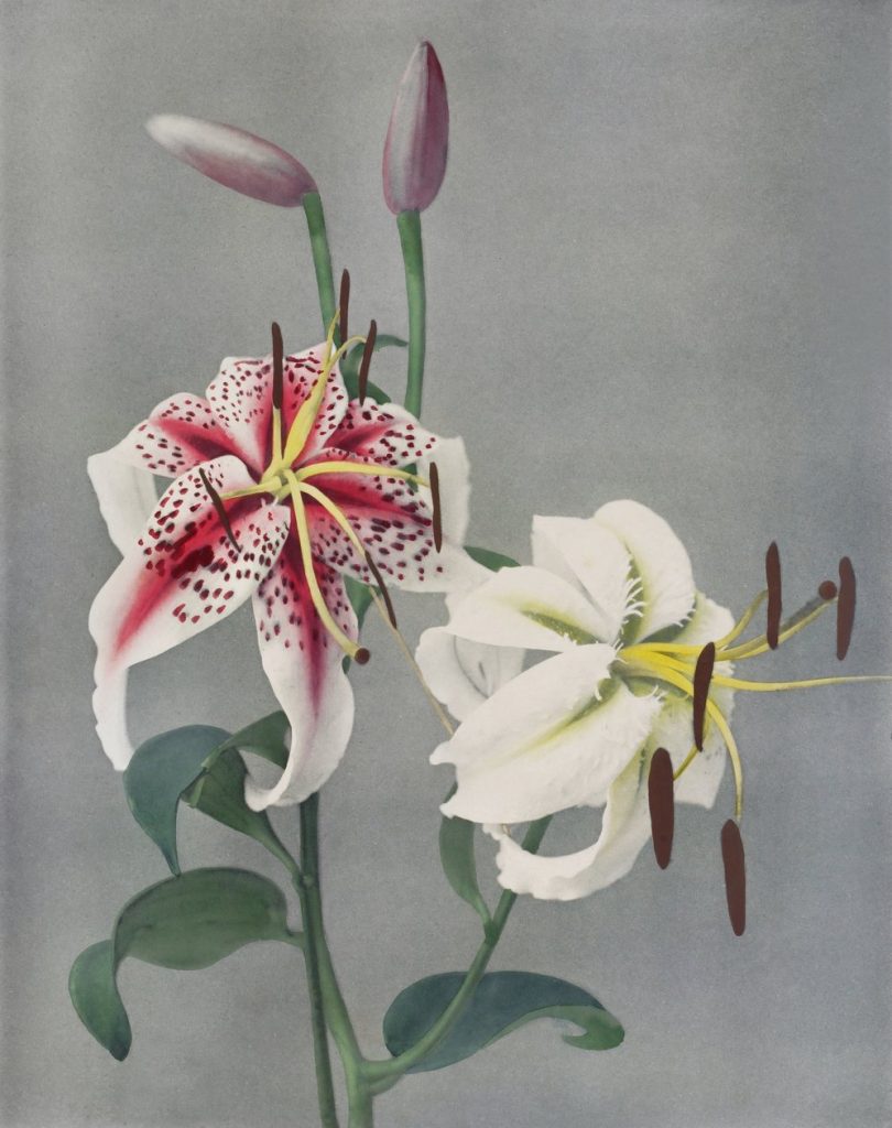 Lilies