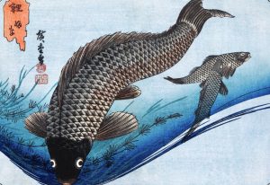 Carp