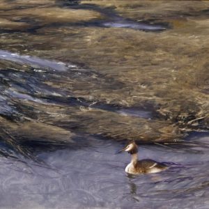 Grebe