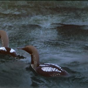 Black-throated Divers