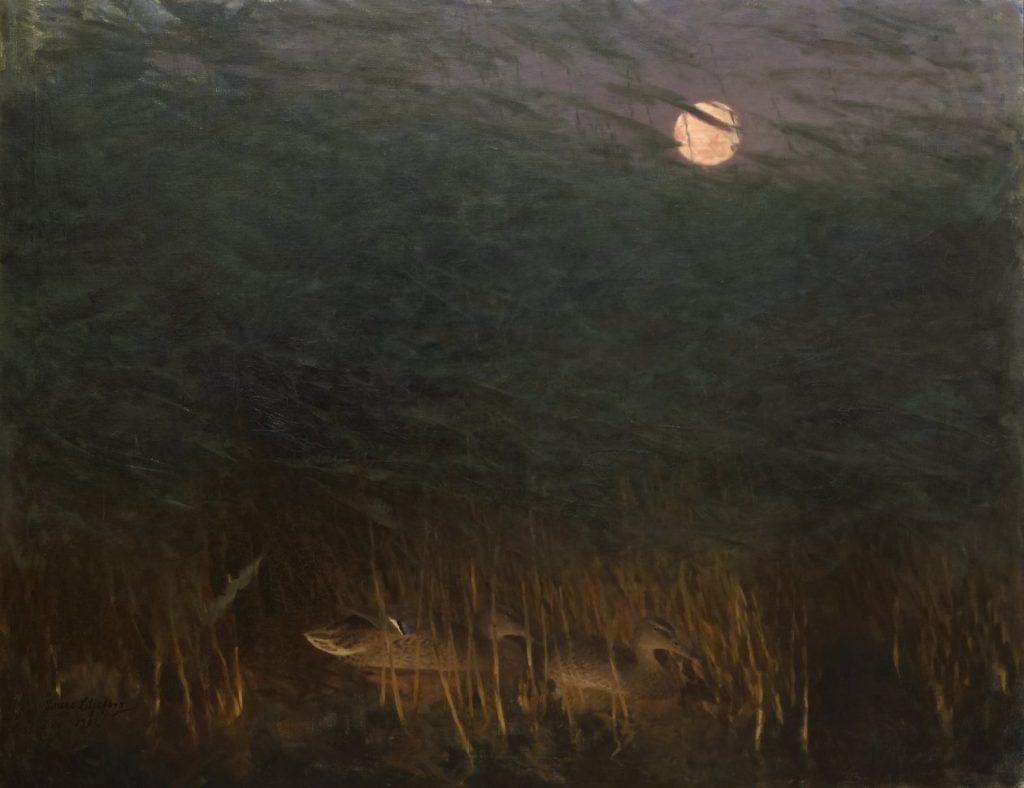 Nocturnal Mood with Wild Ducks