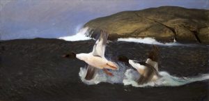 Mergansers