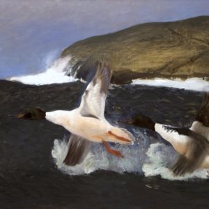 Mergansers