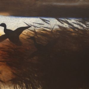 Summer Night, Ducks Lifting