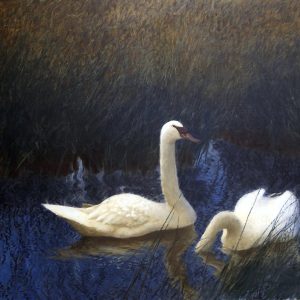 Swans in Reeds