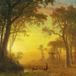 Light in the Forest