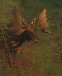 Study of a Moose