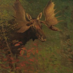 Study of a Moose