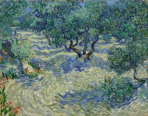 Olive Trees