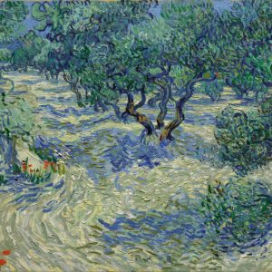 Olive Trees